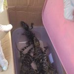 Rescatan siete crías de yacaré en operativo encubierto