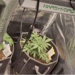 Denuncia por violencia familiar termina con hallazgo de marihuana